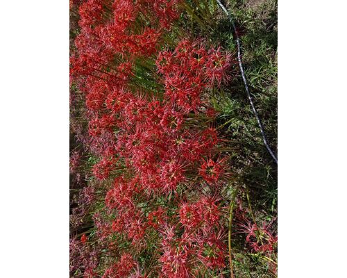 line_oa_chat_261003_133628